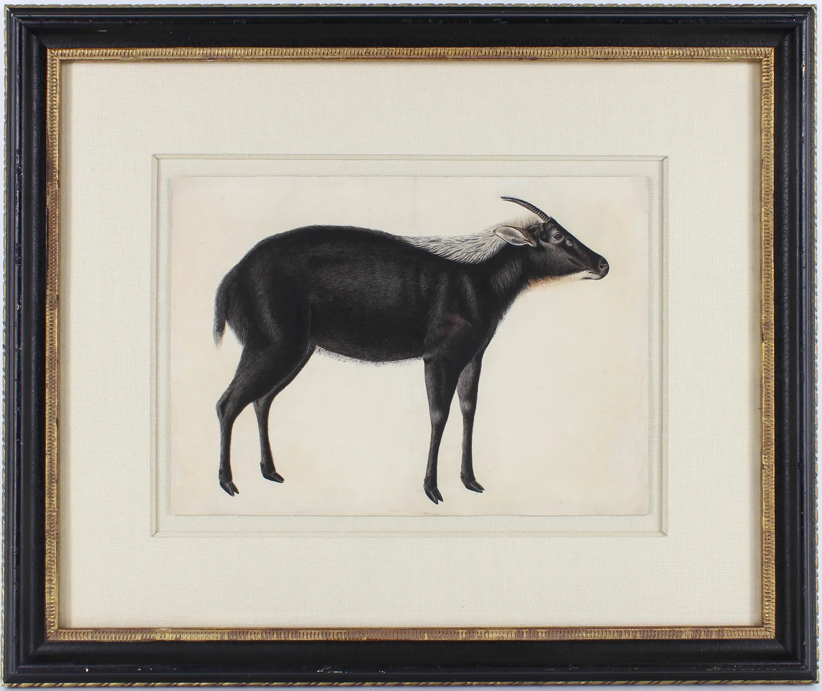 A Chinese Serow (Capricornis milneedwardsi argyrochaetes)