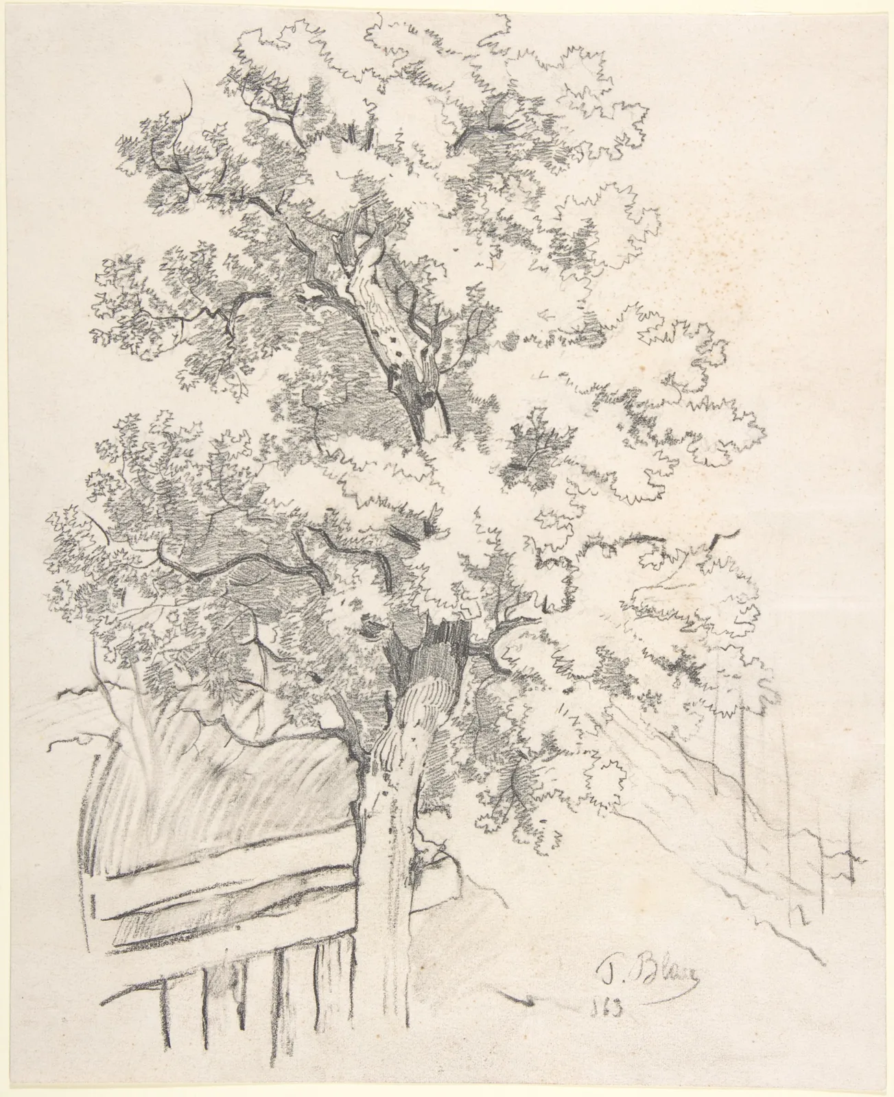 Study of a Tree