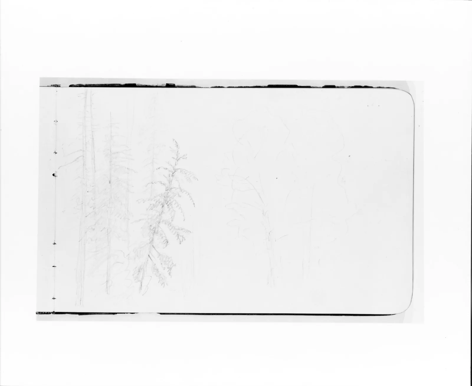 Tree Landscape (from Sketchbook)