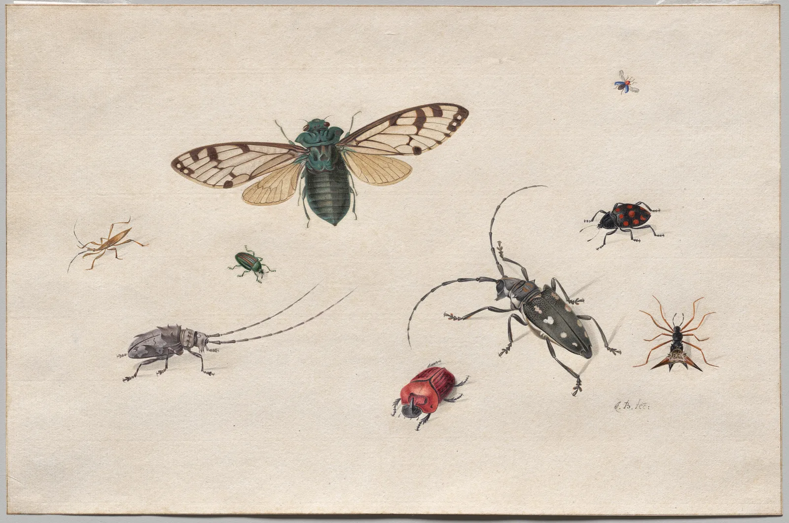 Studies of Insects