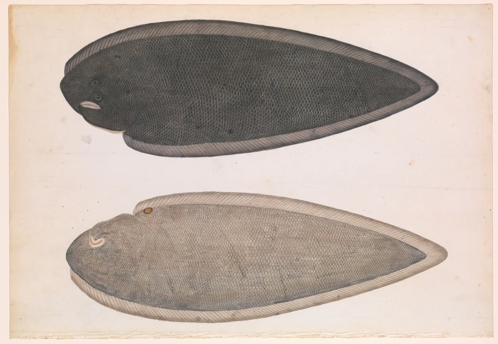 Two Sides of a Bengal River Fish