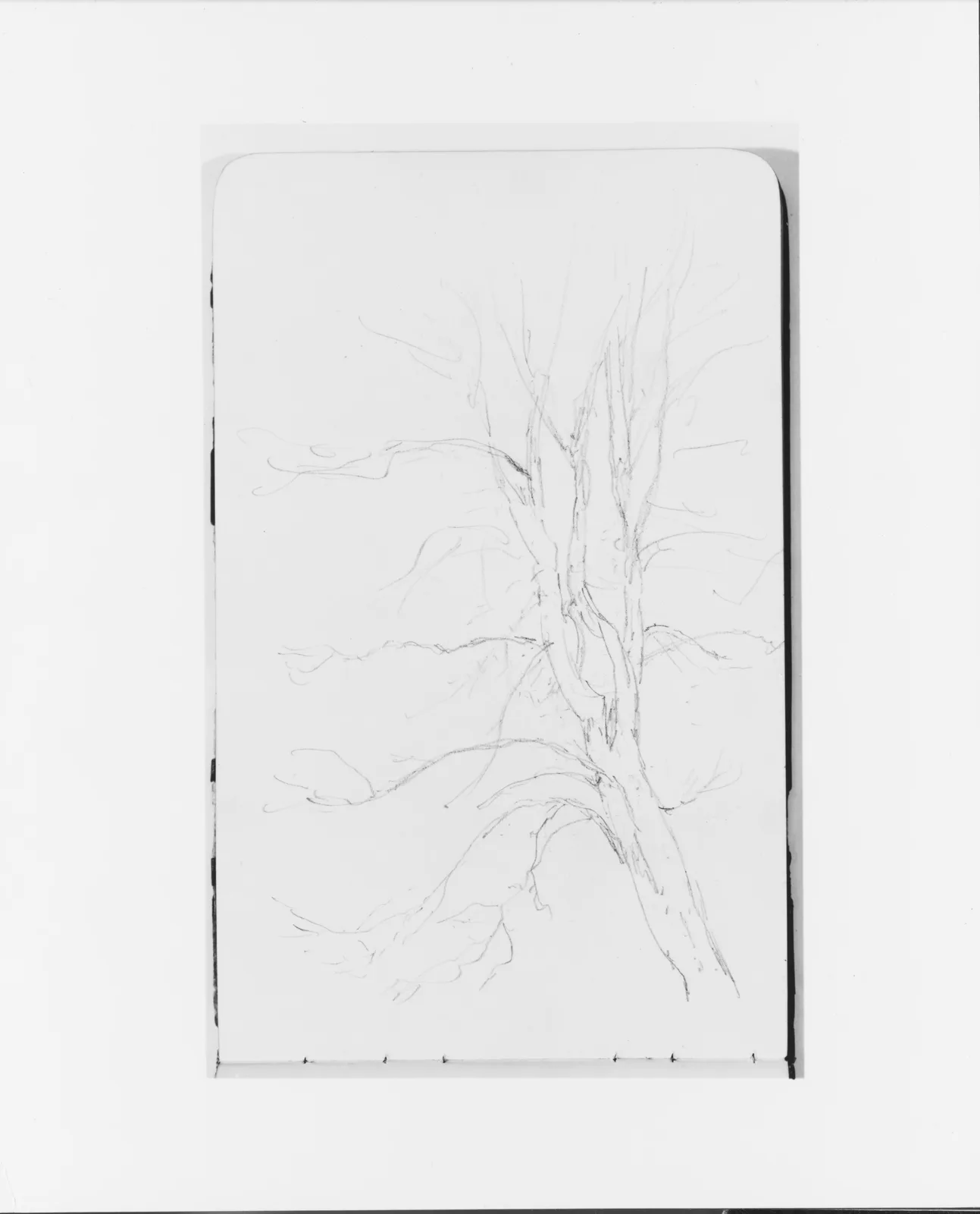Tree (from Sketchbook)