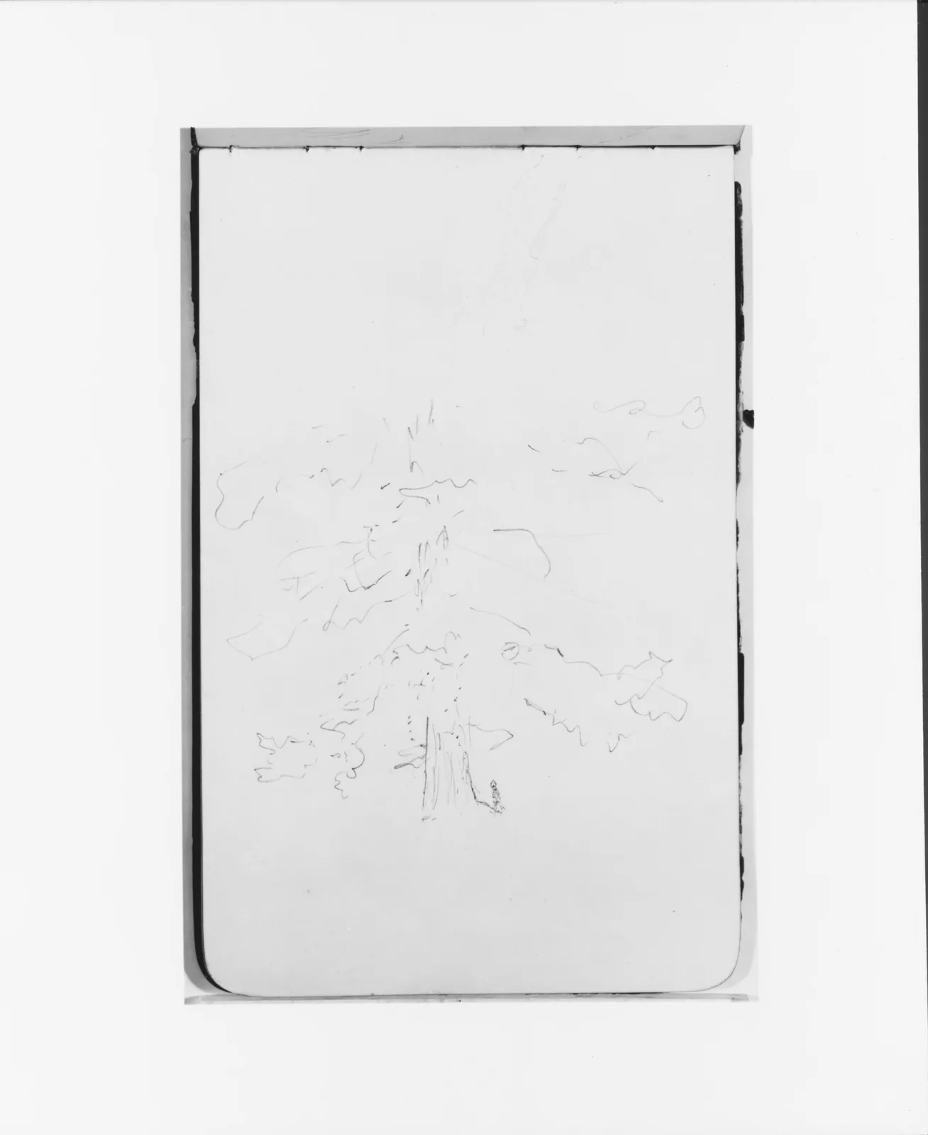 Tree (from Sketchbook)