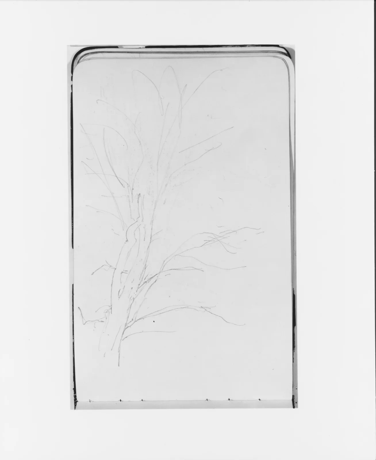 Tree (from Sketchbook)